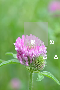 黑戶欠網(wǎng)貸十幾萬怎么辦(欠網(wǎng)貸十幾萬該怎么辦)