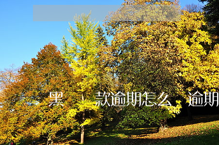 黑戶貸款逾期怎么辦(逾期黑戶還能貸款嗎)