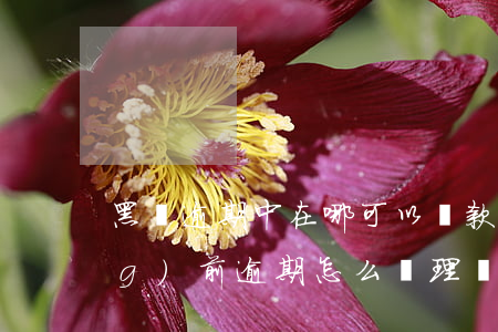 黑戶逾期中在哪可以貸款(黑戶有當(dāng)前逾期怎么辦理貸款)