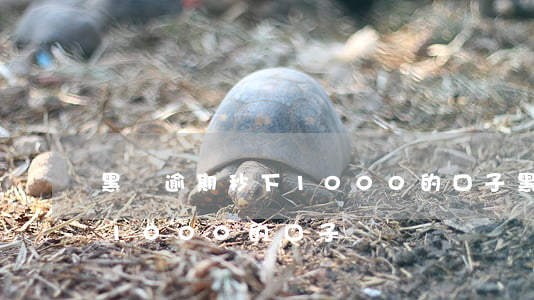 黑戶逾期秒下1000的口子(黑戶逾期秒下1000的口子)
