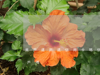 黑戶還用還信用卡嗎（信用卡逾期還完也是黑戶嗎）