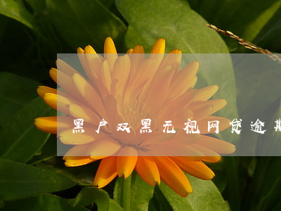 黑户双黑无视网贷逾期(网贷黑户能过的网贷)