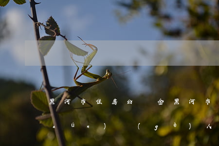 黑河市住房公積金(黑河市住房公積金查詢(xún)個(gè)人賬戶(hù)查詢(xún)余額)