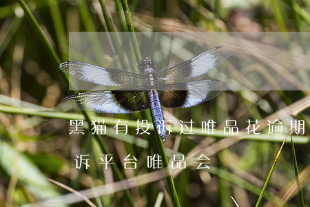 黑猫有投诉过唯品花逾期催收的吗-黑猫投诉平台唯品会