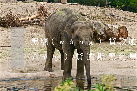 黑網(wǎng)貸款逾期怎么處理(網(wǎng)貸逾期黑名單)