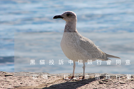 黑貓投訴中信銀行會同意協(xié)商還款嗎-投訴中信銀行第三方催收騷擾不予協(xié)商