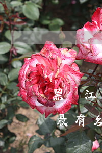 黑龍江最有名的律師事務(wù)所(黑龍江最有名的律師事務(wù)所)