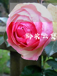 黔农云贷款