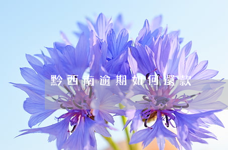 黔西南逾期如何還款