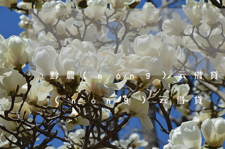 黔農(nóng)云借貸沒有逾期過-黔農(nóng)云借貸沒有逾期過會(huì)怎么樣