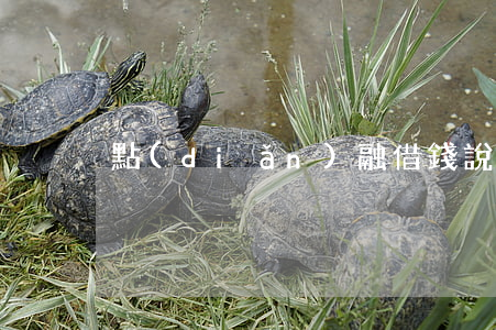 點(diǎn)融借錢說起訴