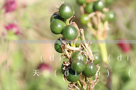 點(diǎn)點(diǎn)速借逾期幾天(點(diǎn)點(diǎn)借款多久到賬)
