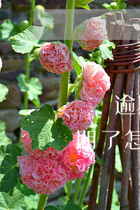 點點逾期兩個月取消分期是真的嗎-點點逾期了怎么辦