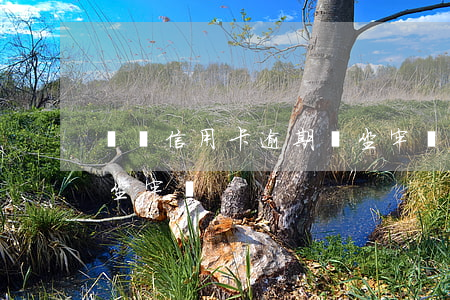 黨員信用卡逾期會坐牢嗎(黨員信用卡逾期會坐牢嗎)