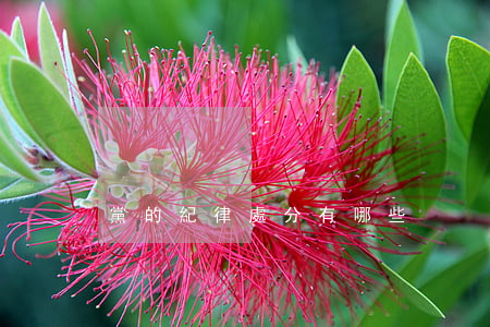 黨的紀律處分有哪些