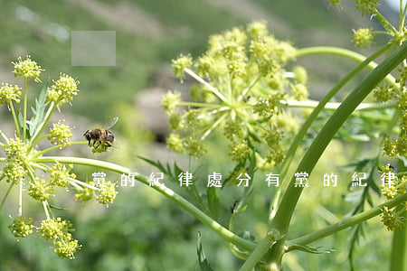 黨的紀律處分有(黨的紀律處分有哪幾種)
