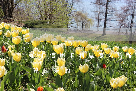 龍卡信用卡利息怎么算(龍卡信用卡利息怎么算出來的)