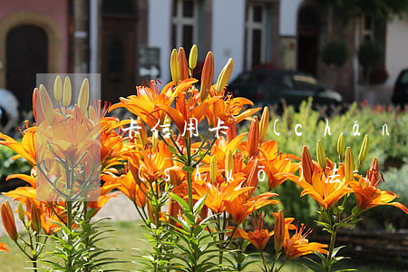 龍卡信用卡產(chǎn)生了透支利息的說(shuō)法-龍卡信用卡產(chǎn)生了透支利息的說(shuō)法正確的是