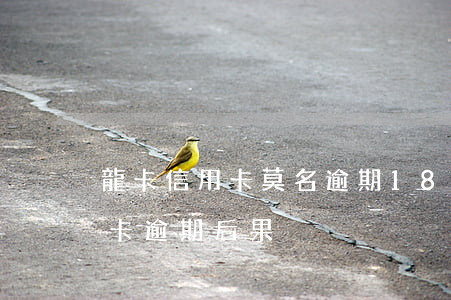 龍卡信用卡莫名逾期18元(一萬以下的信用卡逾期后果)