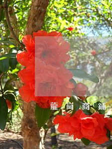 龍崗商鋪出租(龍崗商鋪出售)