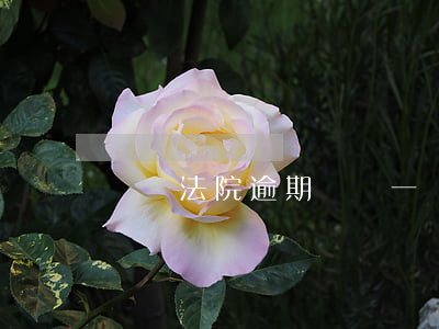 龍崗法院逾期舉證(一審逾期舉證)