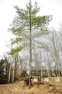龍崗請(qǐng)債務(wù)合同律師(龍崗請(qǐng)債務(wù)合同律師)