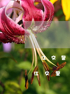 龍江交警網(wǎng)查詢(xún)(龍江交警網(wǎng)官網(wǎng))