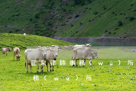 龍泉律師事務(wù)所哪里有(酒泉律師事務(wù)所)