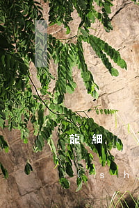 龍細(xì)安開設(shè)賭場罪(開設(shè)賭場罪賭資100余萬)