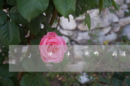 龍華律師事務所哪個好(深圳龍華律師)