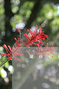 龍行信用卡利息(龍行信用卡利息高嗎)