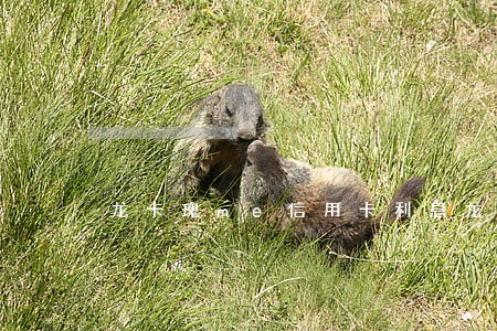 龙卡瑰me信用卡利息(龙卞信用卡)