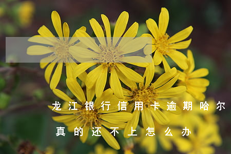 龙江银行信用卡逾期(哈尔滨银行信用卡逾期真的还不上怎么办)