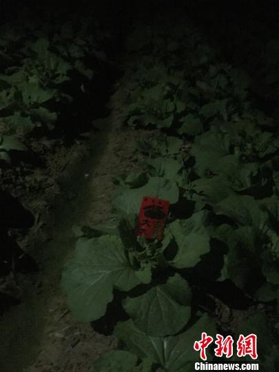 偷菜节(元宵节“偷青”民俗变偷菜 专家吁莫让习俗变味)