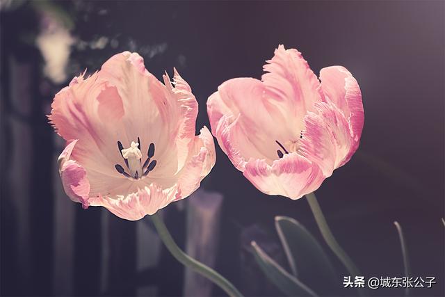 夫妻经常吵架该离婚吗(夫妻经常吵架要分手吗？不要分手，分手不是明智之举)