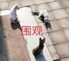 被骂可以起诉侮辱罪吗(男子被人在朋友圈辱骂长达两年，起诉后法院这么判)