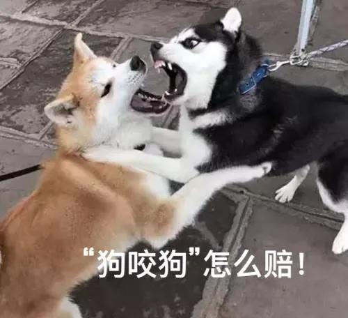 警察不管民事纠纷吗(“狗咬狗”警察不管？法院判了，有宠物狗的一定要看)