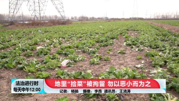 偷菜警察一般怎么处理(地里“捡白菜”被拘留，贪小便宜吃大亏)
