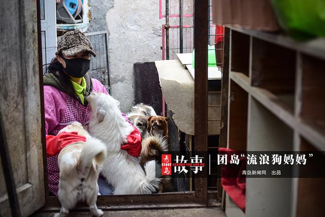 收养要钱吗(青岛女子收养猫狗花掉50万，16年间家境从殷实变窘迫)
